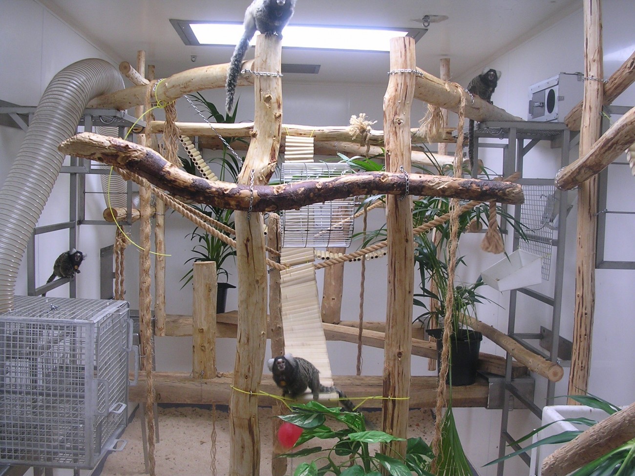 Marmoset Monkey Cages